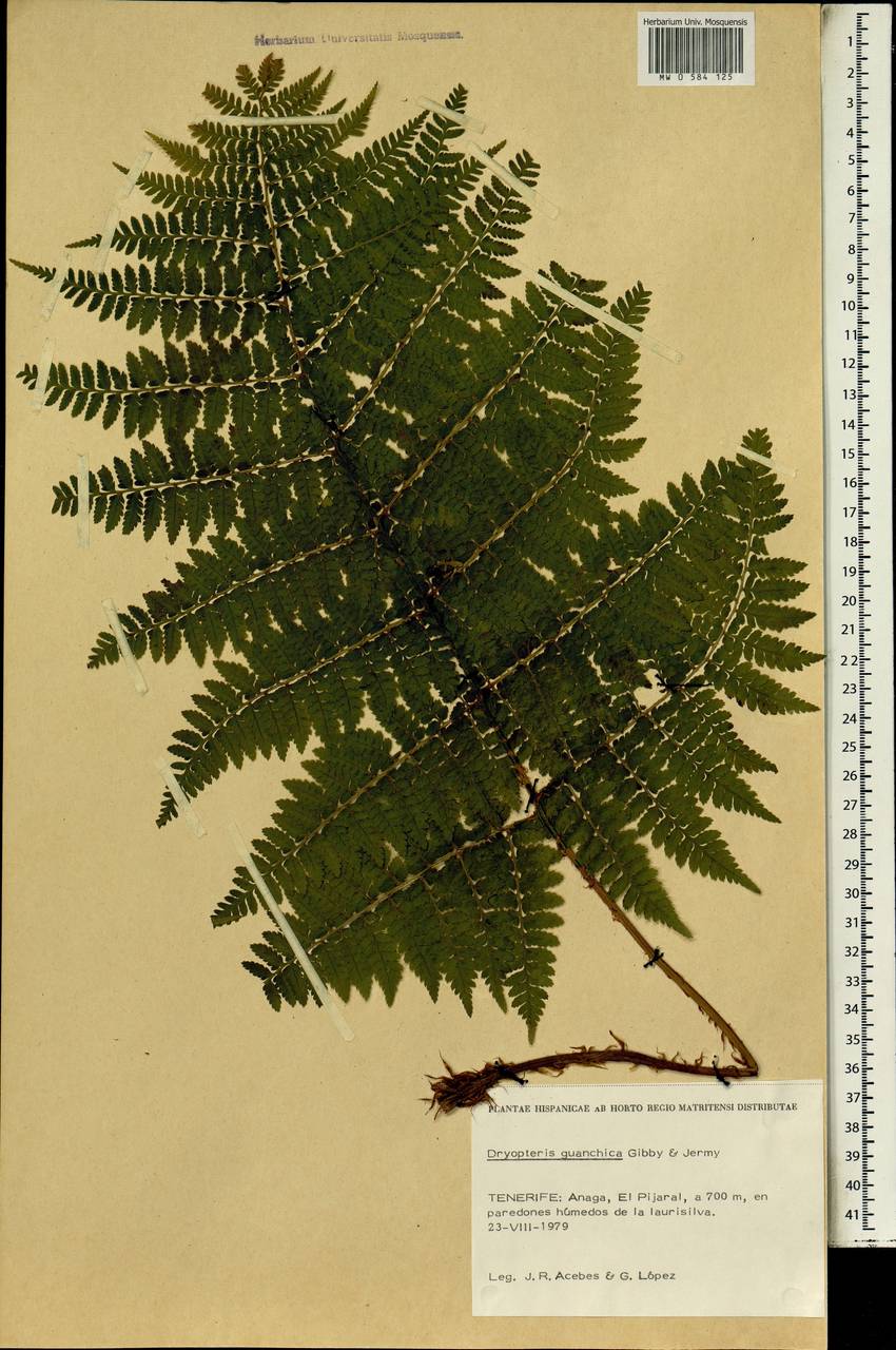 Dryopteris guanchica Gibby & Jermy, Африка (AFR) (Испания)