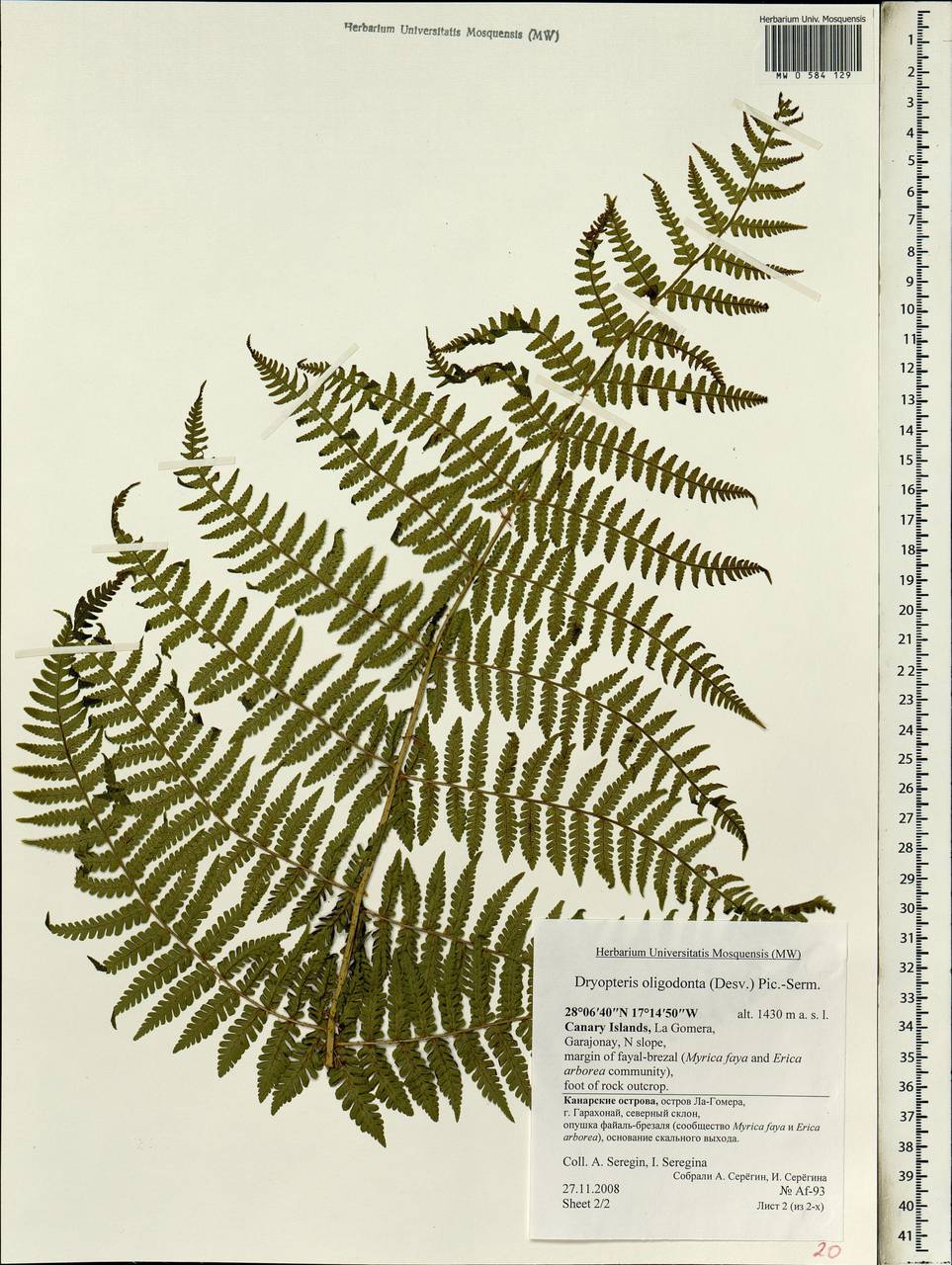 Dryopteris oligodonta (Desv.) Pic. Serm., Африка (AFR) (Испания)