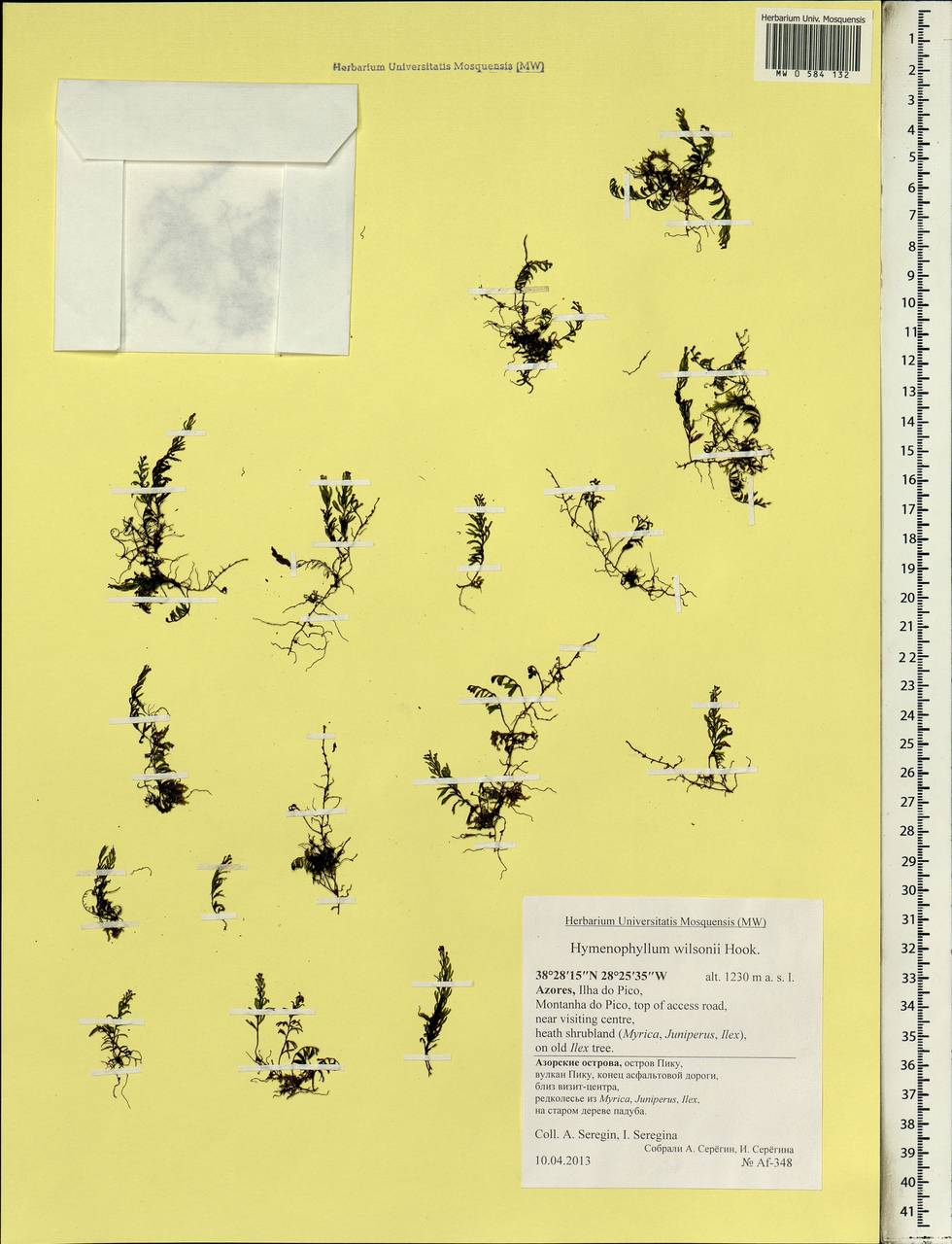 Hymenophyllum wilsonii Hook., Африка (AFR) (Португалия)