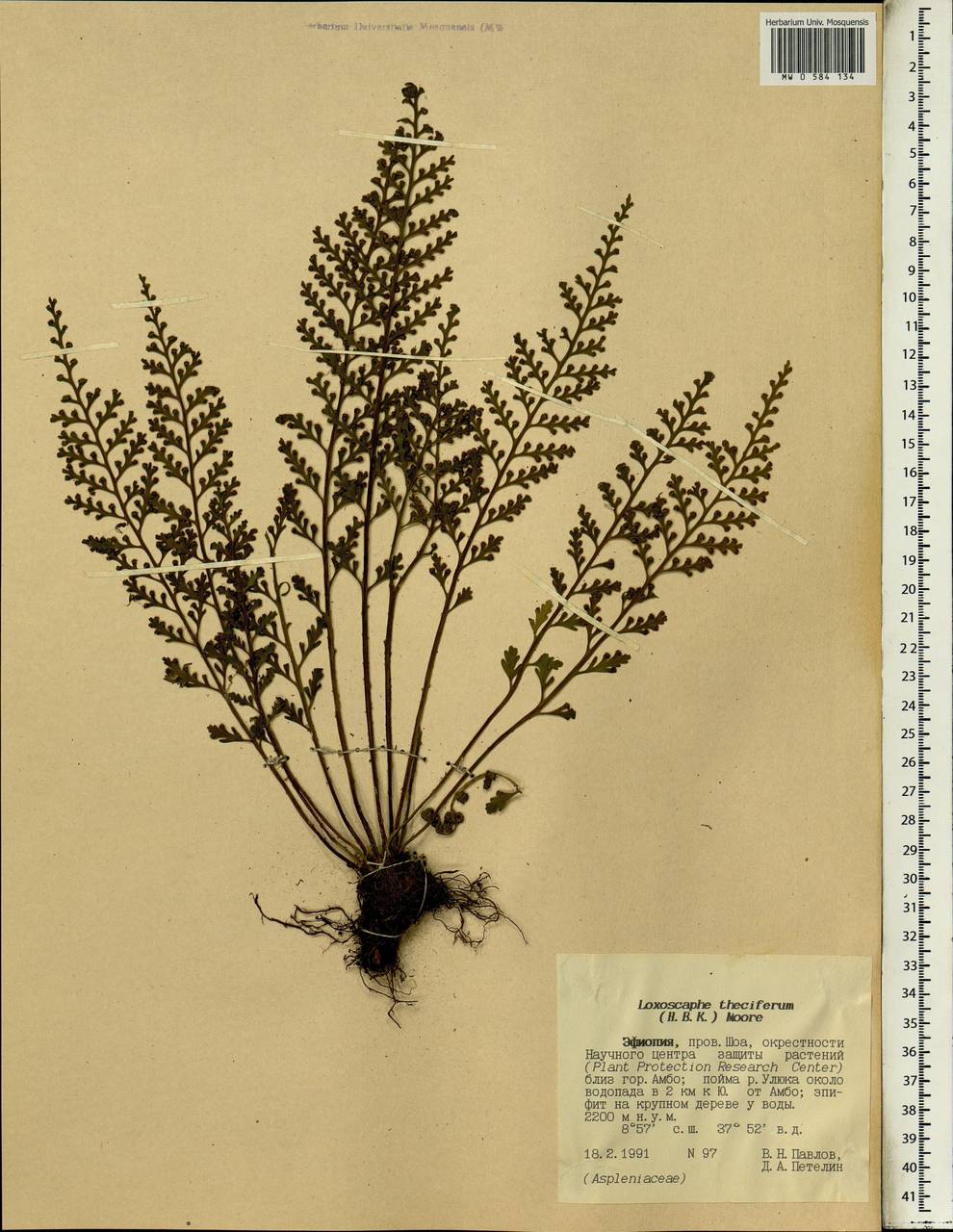 Asplenium theciferum (Kunth) Mett., Африка (AFR) (Эфиопия)