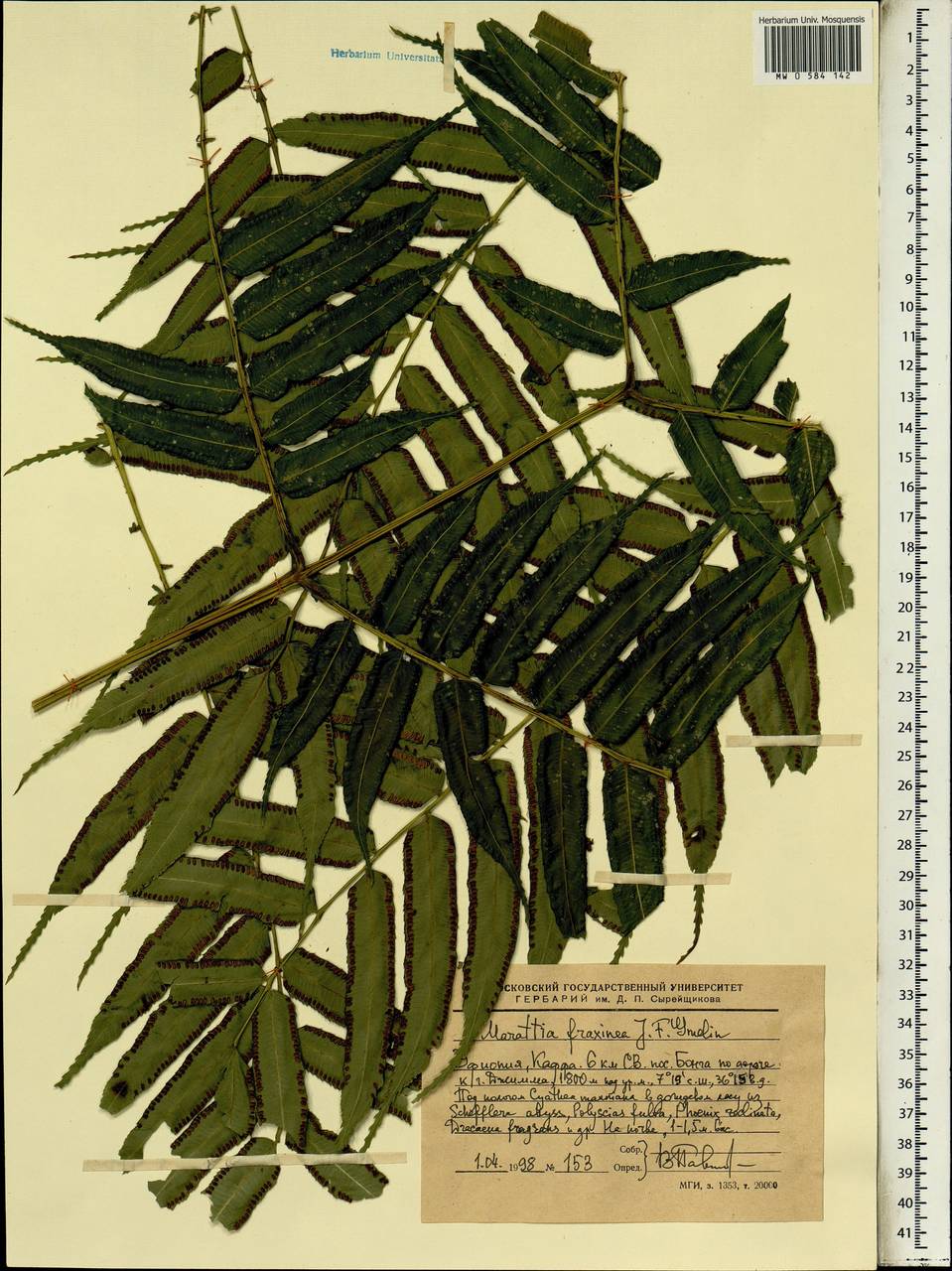 Ptisana fraxinea (Sm.) Murdock, Африка (AFR) (Эфиопия)