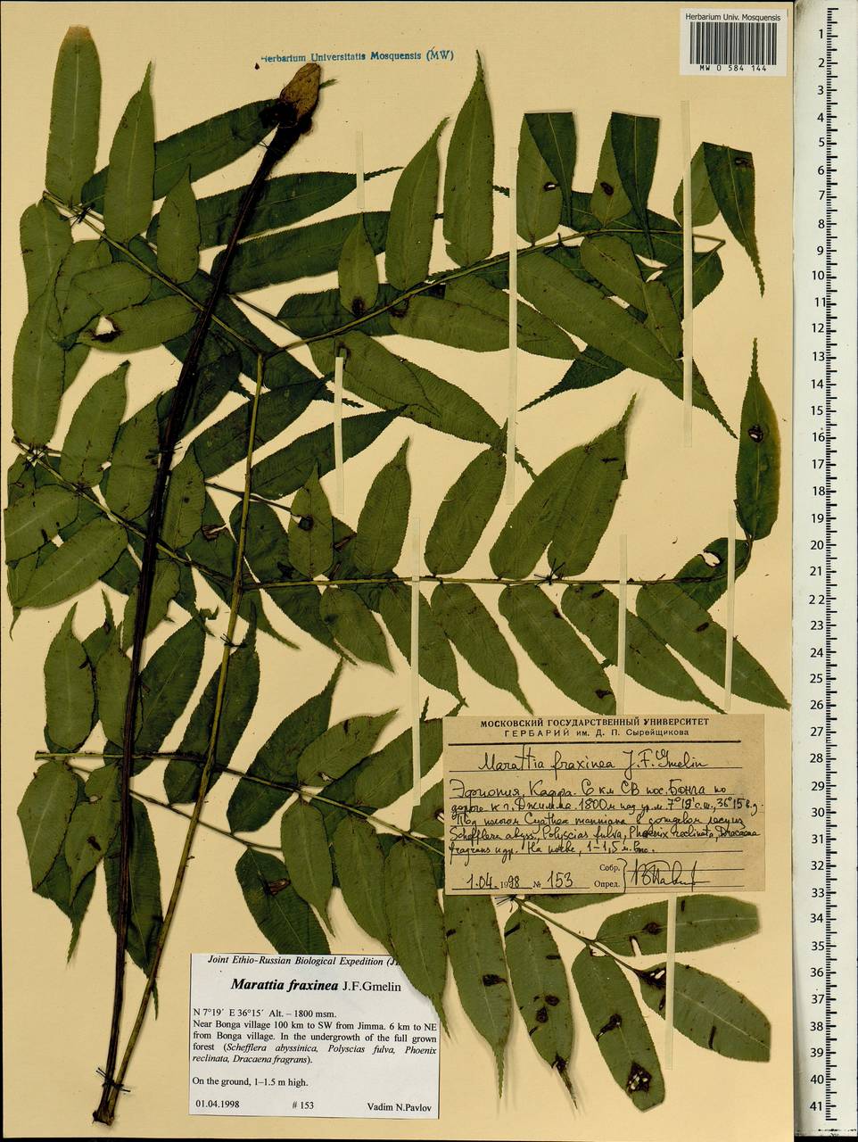 Ptisana fraxinea (Sm.) Murdock, Африка (AFR) (Эфиопия)