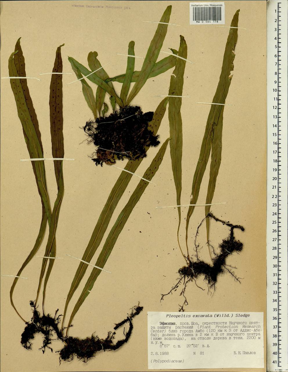 Lepisorus excavatus (Bory ex Willd.) Ching, Африка (AFR) (Эфиопия)
