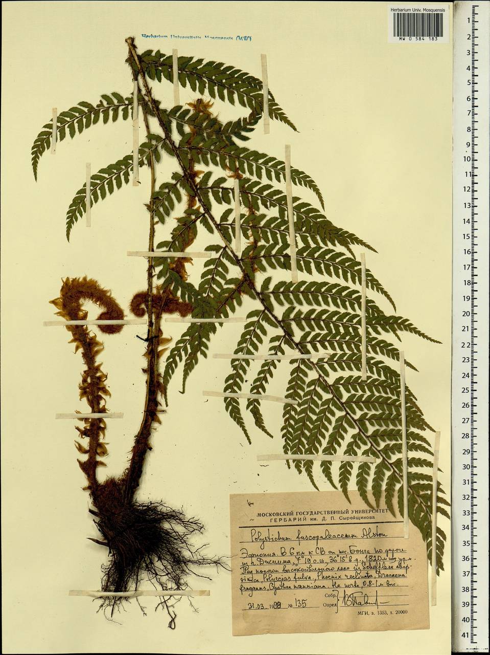 Polystichum sinense (Christ) Christ, Африка (AFR) (Эфиопия)
