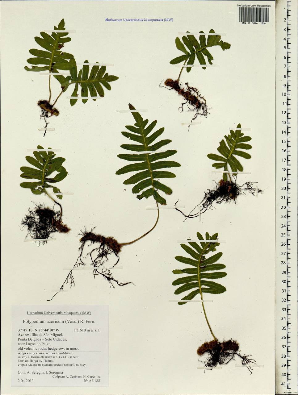 Polypodium macaronesicum subsp. azoricum (Vasc.) F. J. Rumsey, Carine & Robba, Африка (AFR) (Португалия)