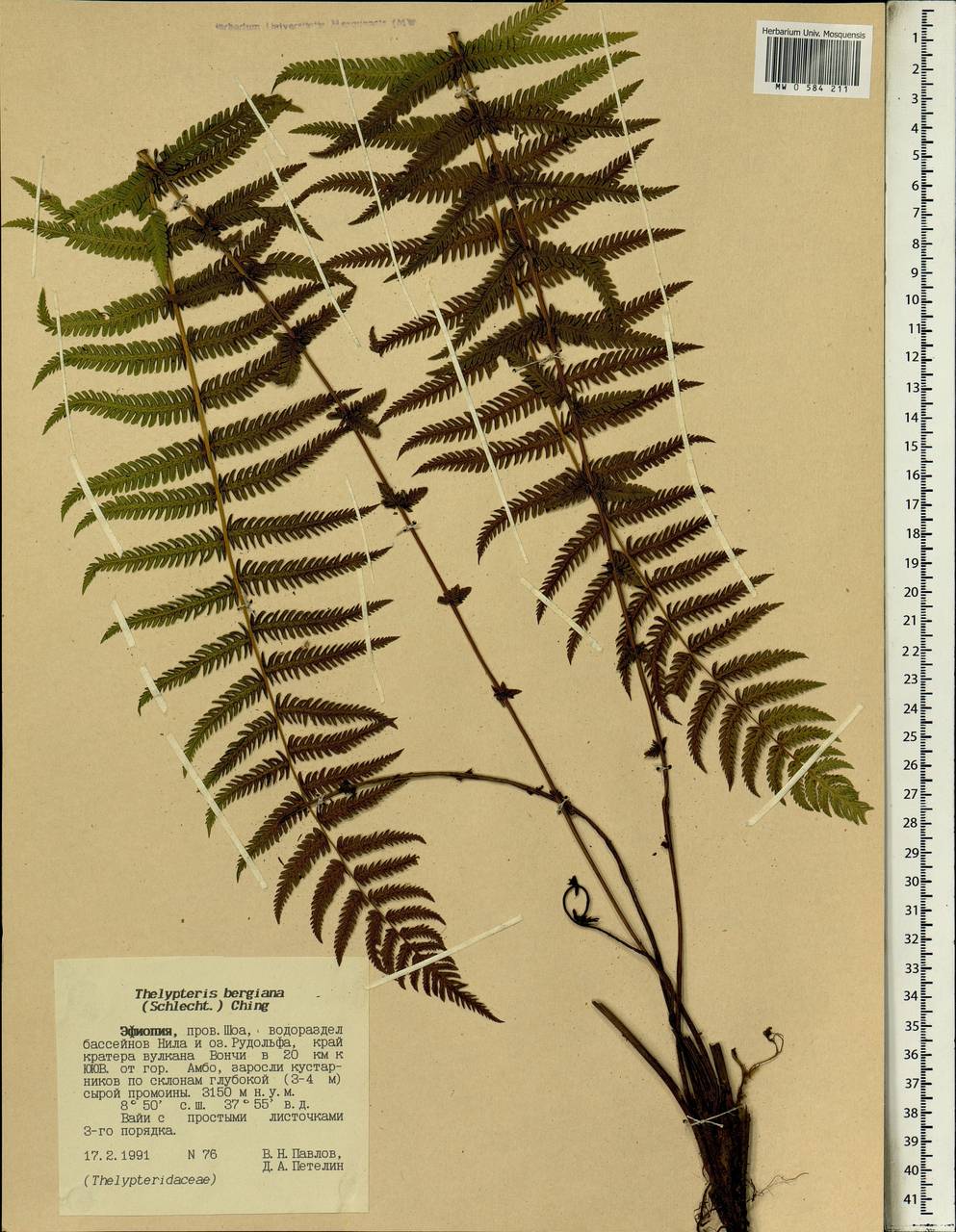 Amauropelta bergiana (Schltdl.) Holttum, Африка (AFR) (Эфиопия)