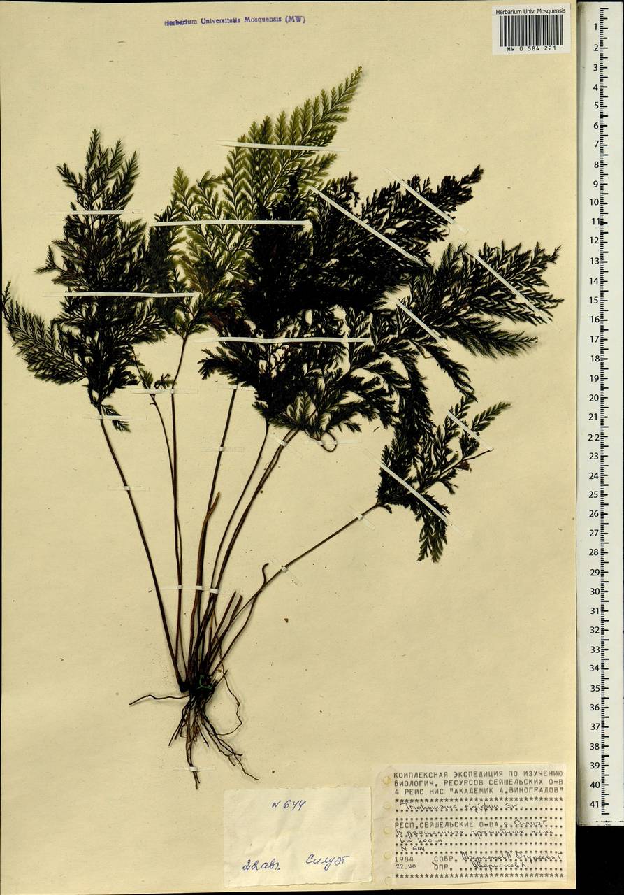 Abrodictyum rigidum (Sw.) Ebihara & Dubuisson, Африка (AFR) (Сейшельские острова)