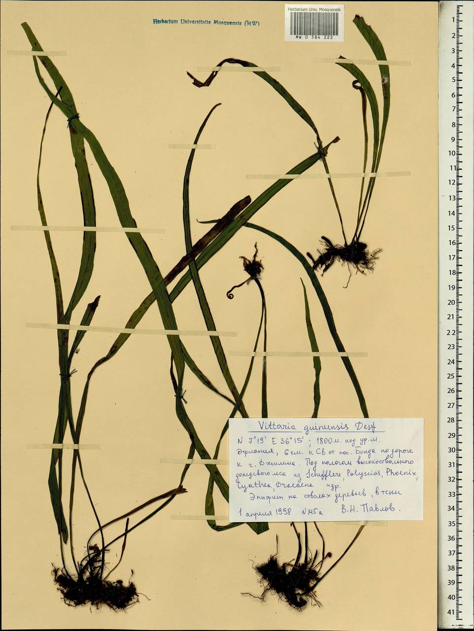 Haplopteris guineensis (Desv.) E. H. Crane, Африка (AFR) (Эфиопия)