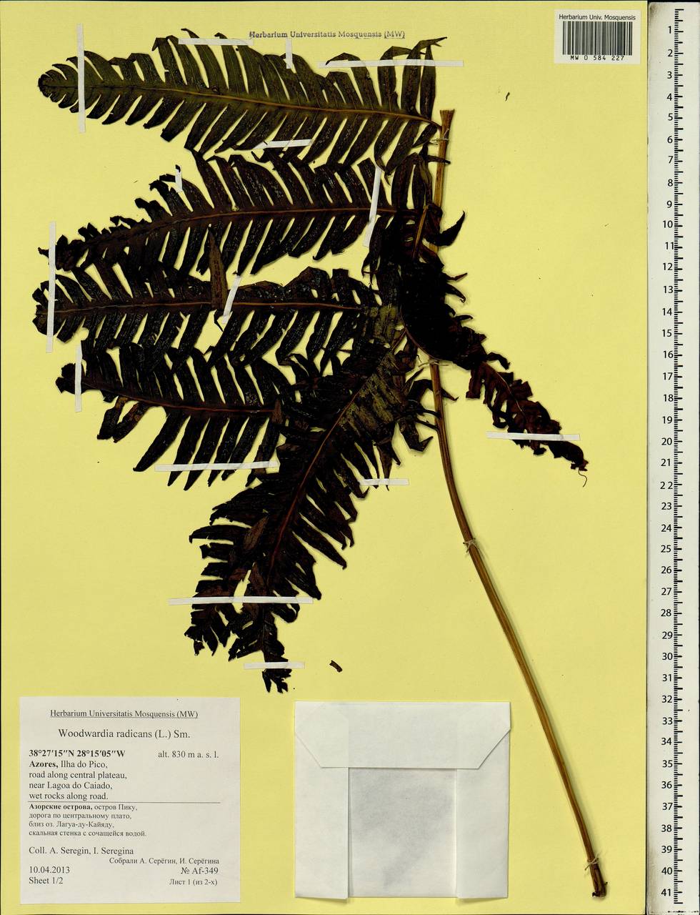 Woodwardia radicans (L.) Sm., Африка (AFR) (Португалия)