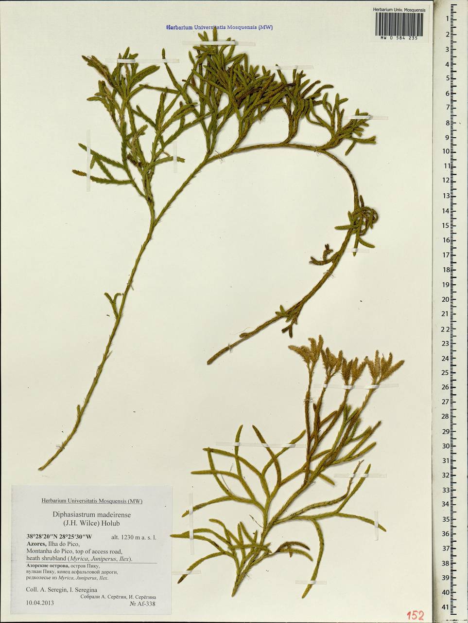 Diphasiastrum madeirense (J. H. Wilce) Holub, Африка (AFR) (Португалия)