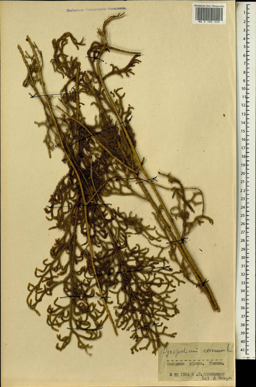 Palhinhaea cernua (L.) Vasc. & Franco, Африка (AFR) (Гвинея)