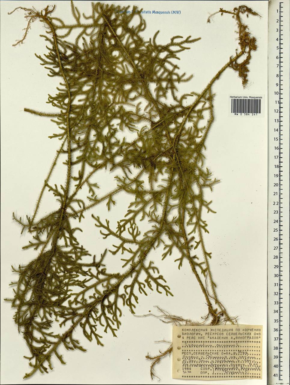 Palhinhaea cernua (L.) Vasc. & Franco, Африка (AFR) (Сейшельские острова)