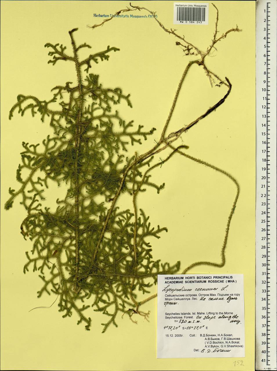 Palhinhaea cernua (L.) Vasc. & Franco, Африка (AFR) (Сейшельские острова)