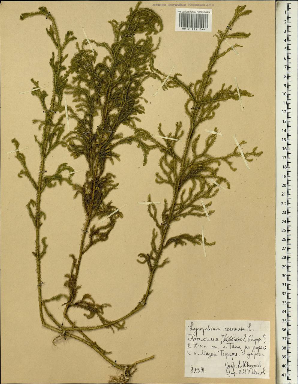 Palhinhaea cernua (L.) Vasc. & Franco, Африка (AFR) (Эфиопия)