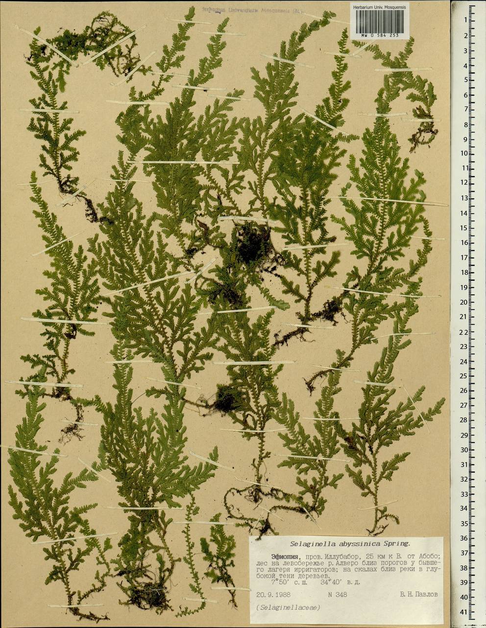 Selaginella goudotiana var. abyssinica (Spring) Bizzarri, Африка (AFR) (Эфиопия)