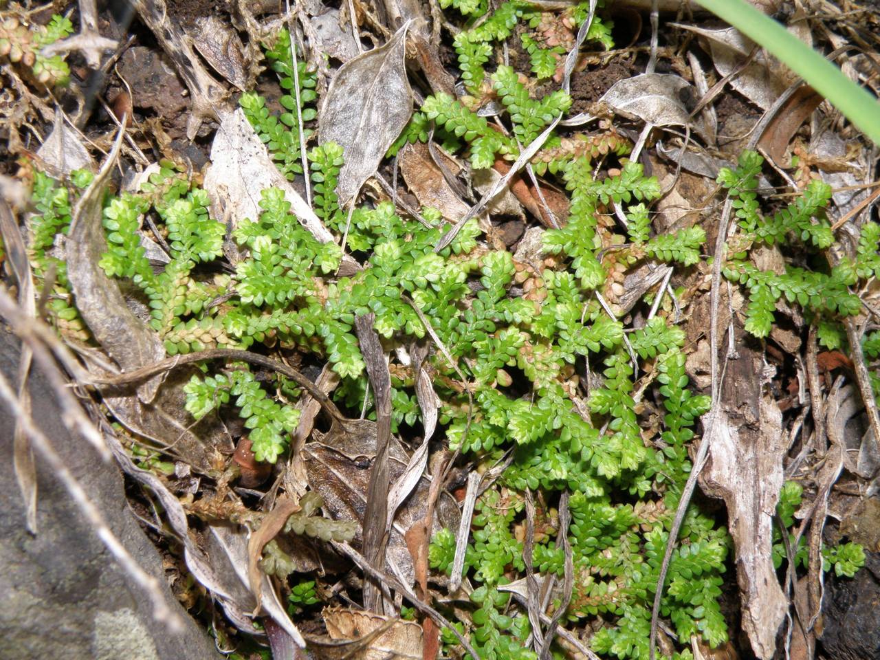 Selaginella denticulata (L.) Spring, Африка (AFR) (Испания)