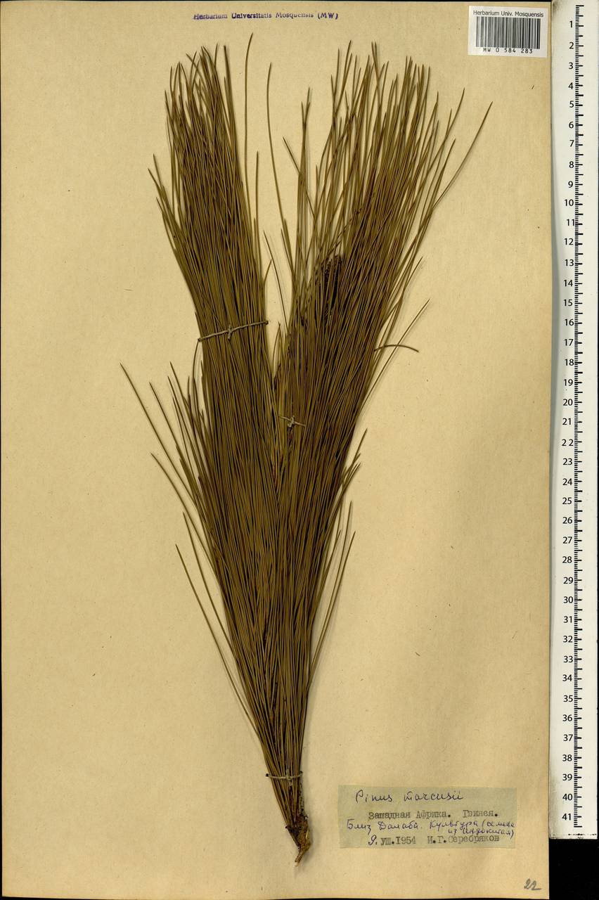 Pinus merkusii Jungh. & de Vriese, Африка (AFR) (Гвинея)