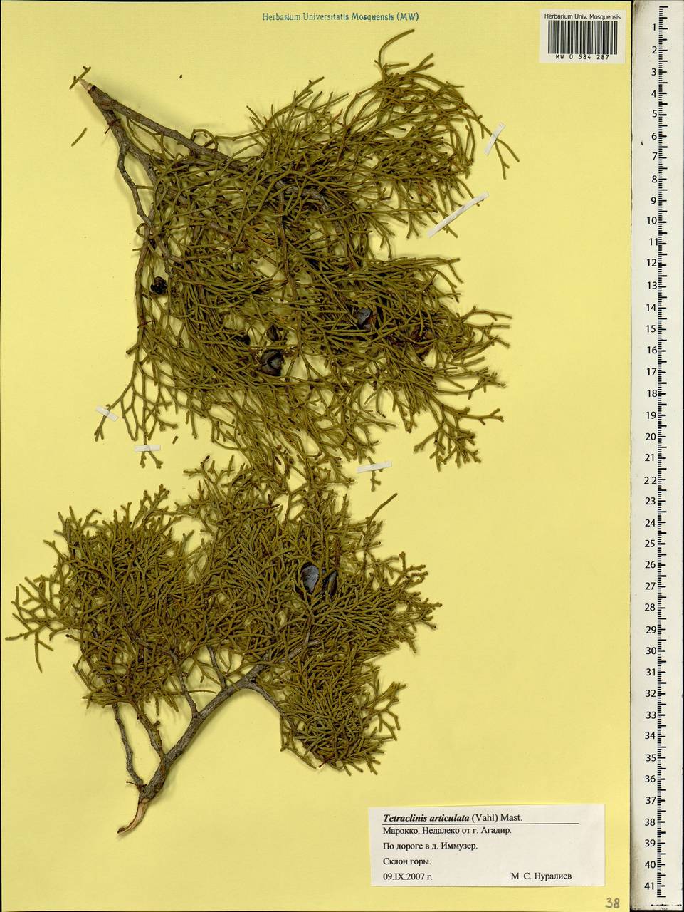 Tetraclinis articulata (Vahl) Mast., Африка (AFR) (Марокко)