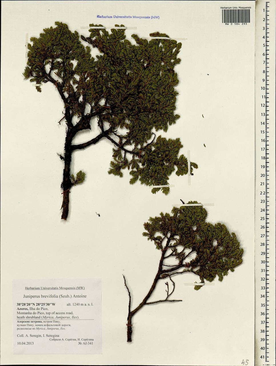 Juniperus brevifolia (Seub.) Antoine, Африка (AFR) (Португалия)