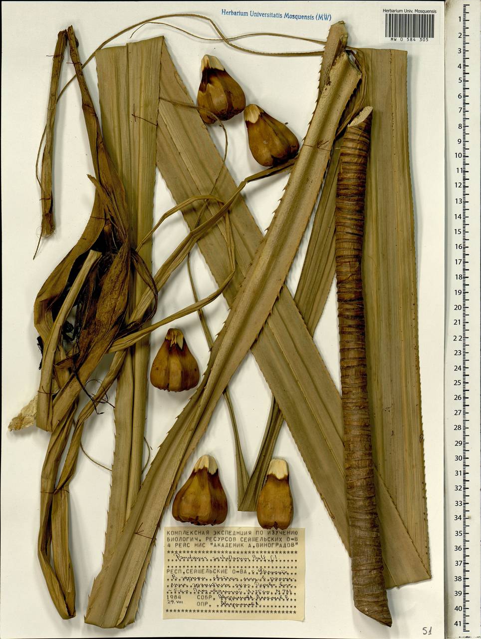 Pandanus sechellarum Balf.f., Африка (AFR) (Сейшельские острова)