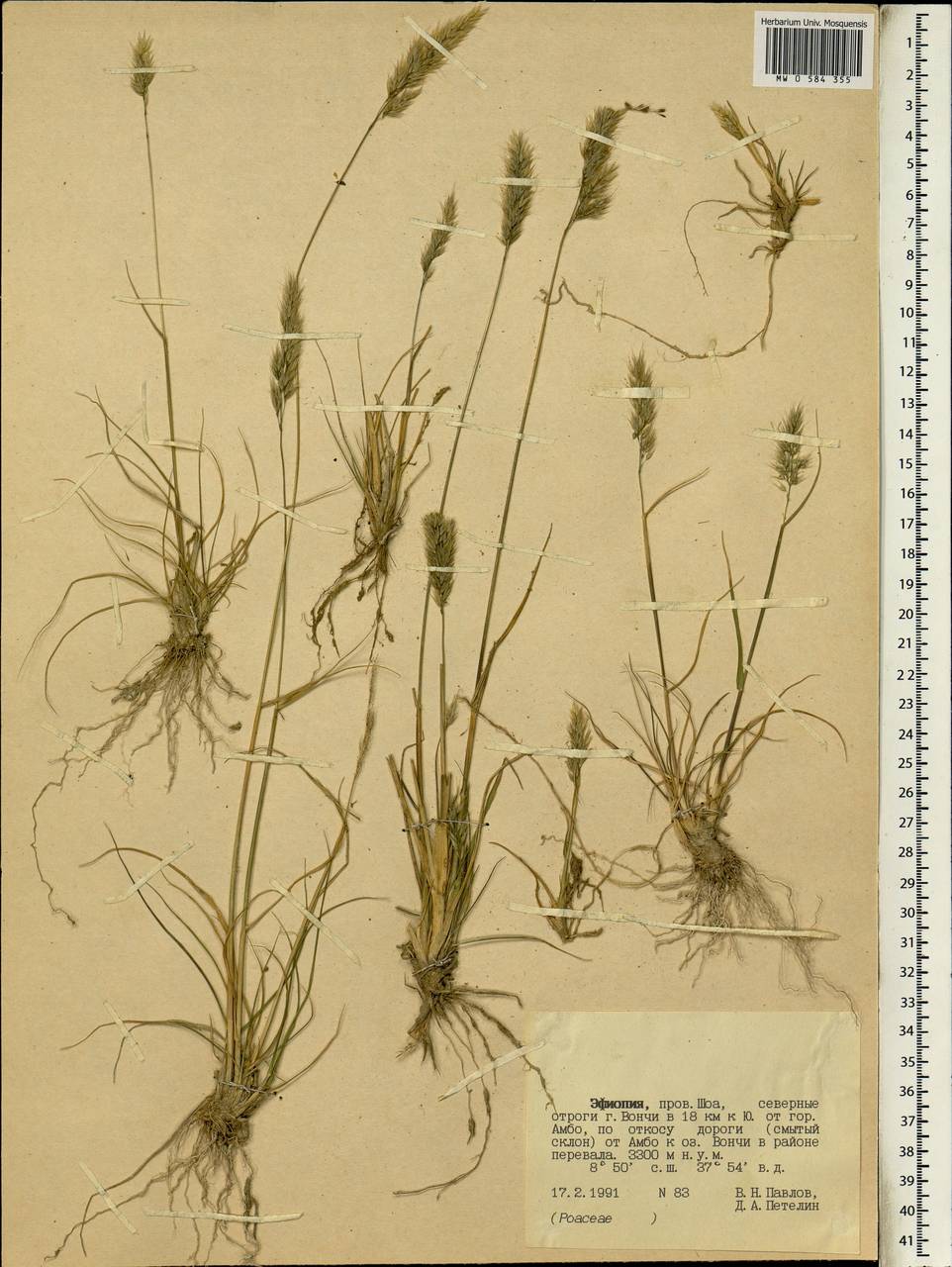 Poaceae, Африка (AFR) (Эфиопия)