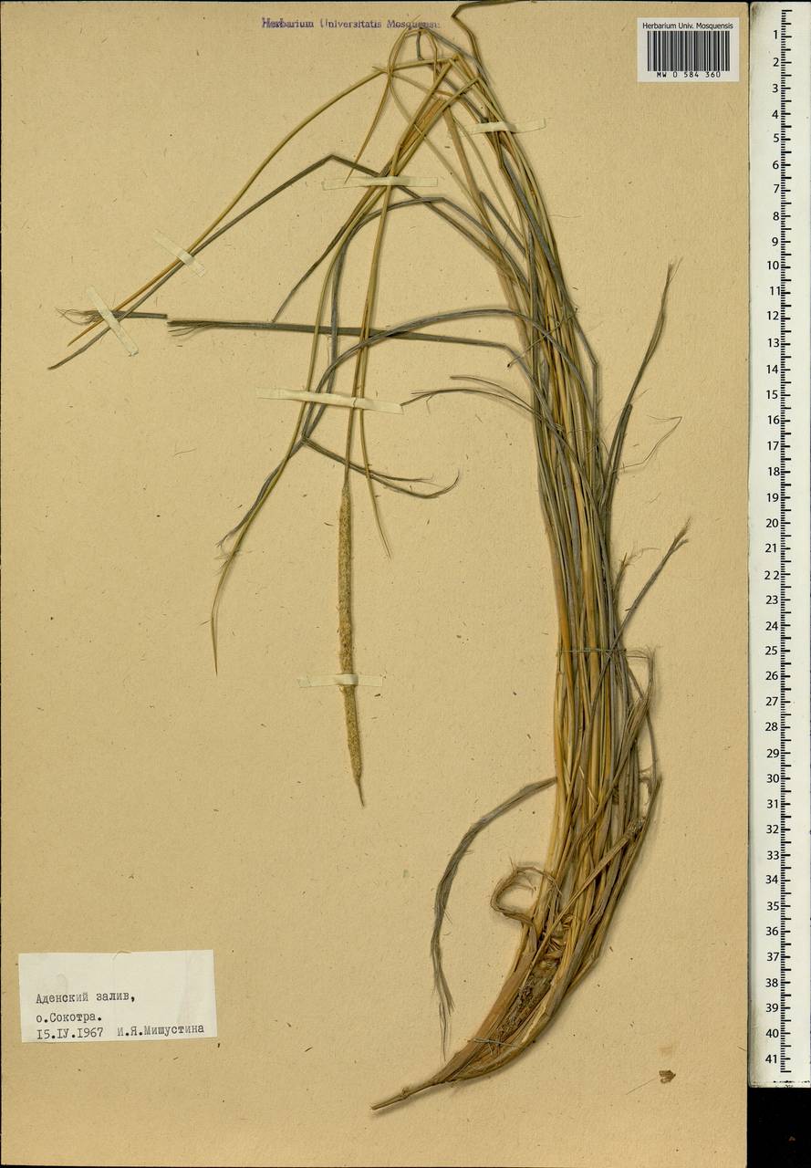 Poaceae, Зарубежная Азия (ASIA) (Йемен)