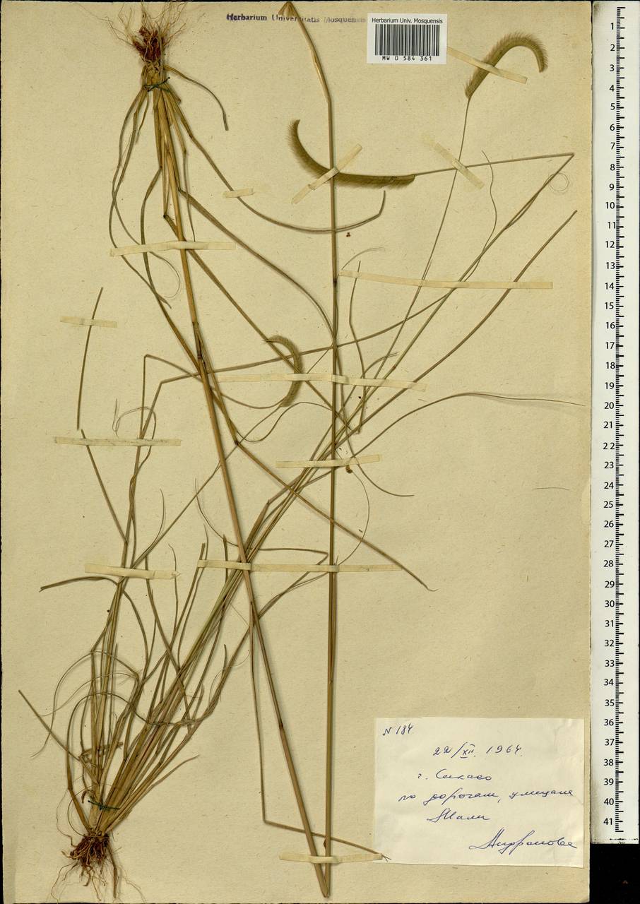 Poaceae, Африка (AFR) (Мали)