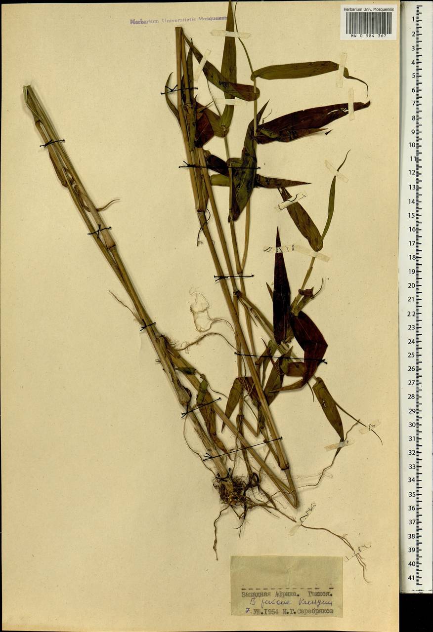 Poaceae, Африка (AFR) (Гвинея)