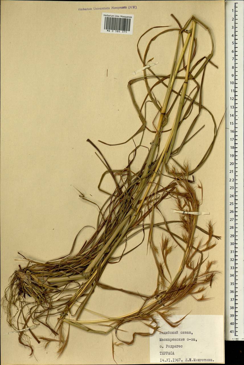 Poaceae, Африка (AFR) (Маврикий)