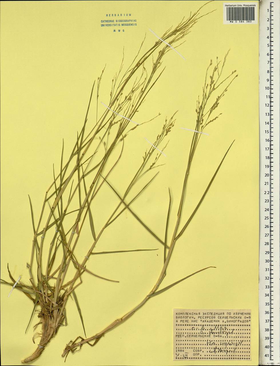 Poaceae, Африка (AFR) (Сейшельские острова)
