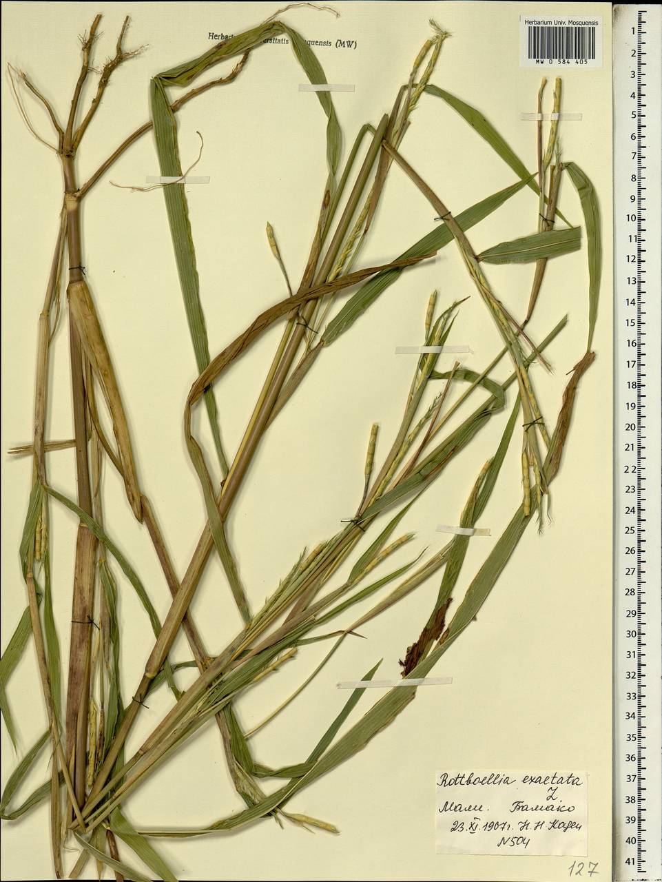 Ophiuros exaltatus (L.) Kuntze, Африка (AFR) (Мали)