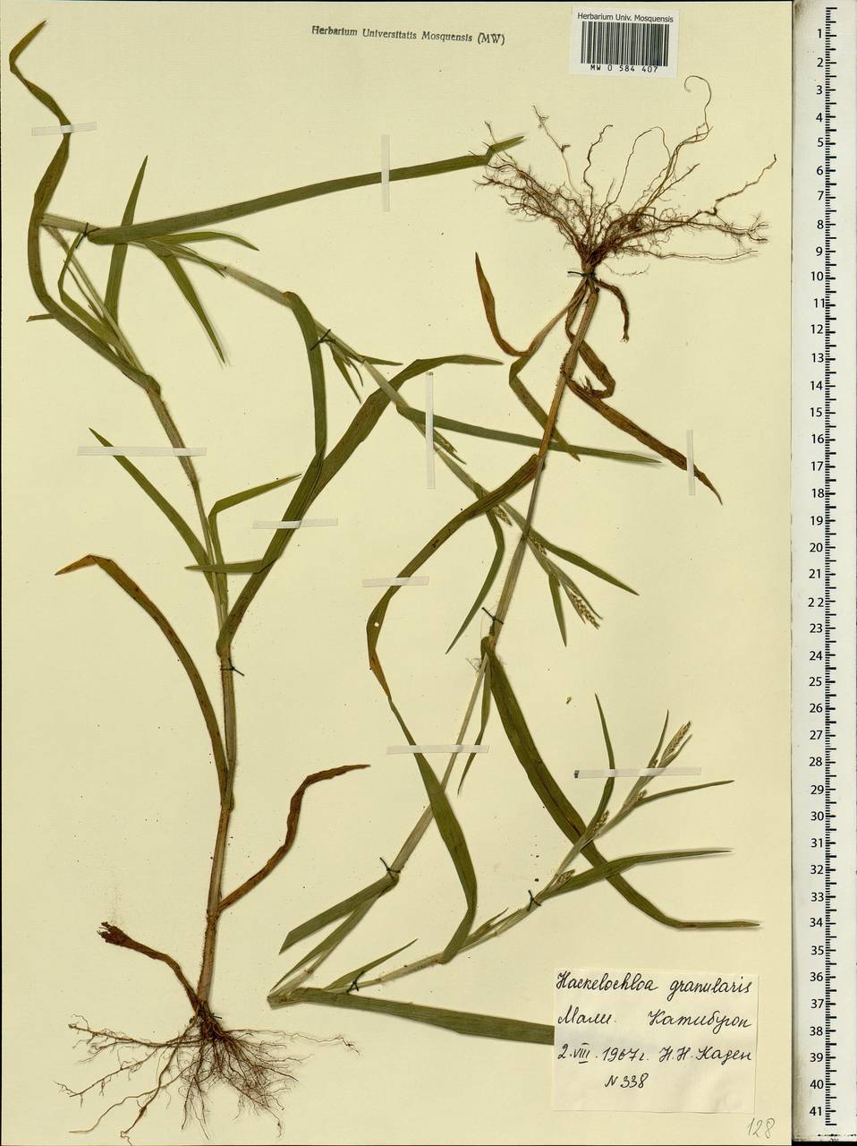Hackelochloa granularis (L.) Kuntze, Африка (AFR) (Мали)