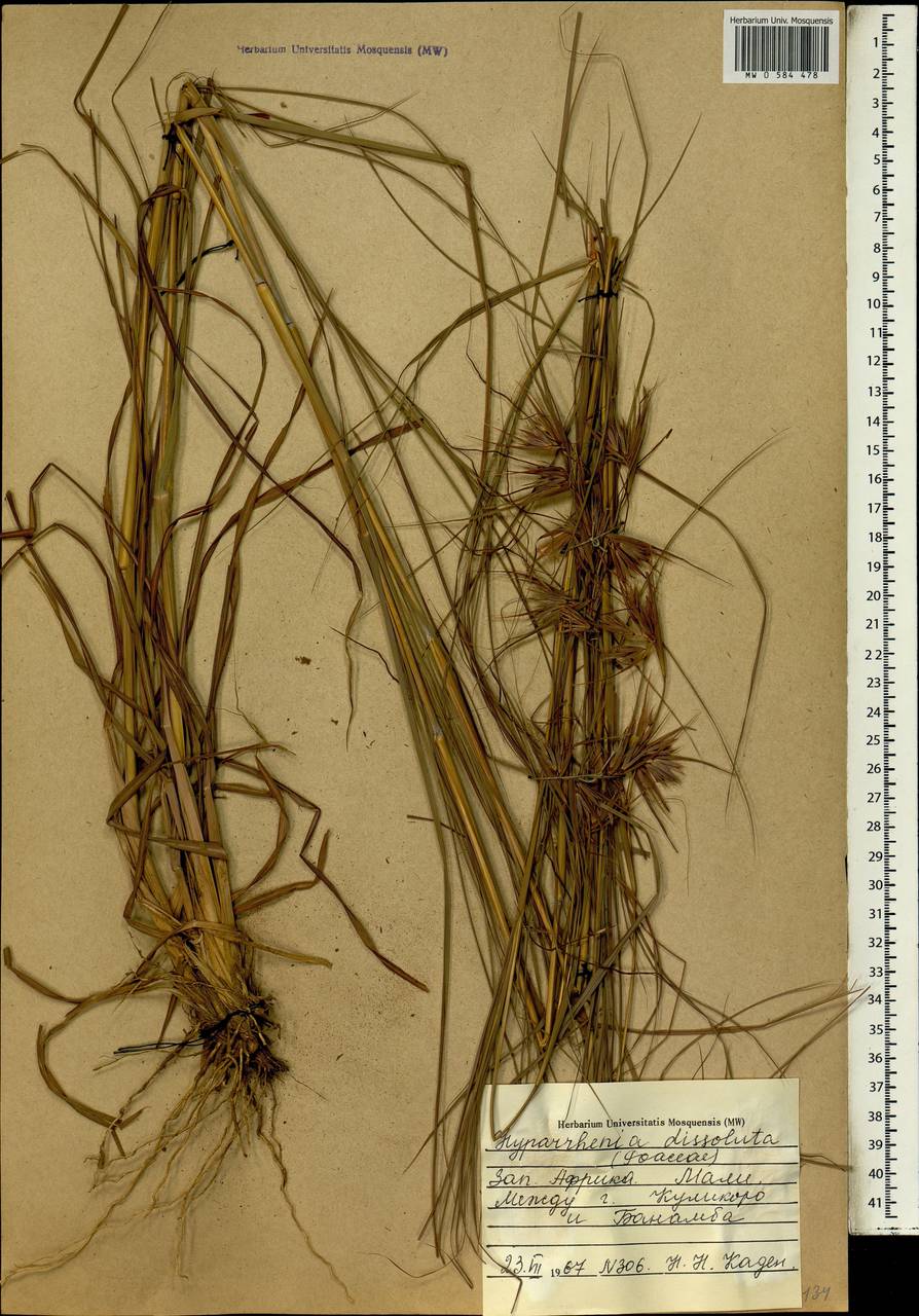 Hyperthelia dissoluta (Nees ex Steud.) Clayton, Африка (AFR) (Мали)