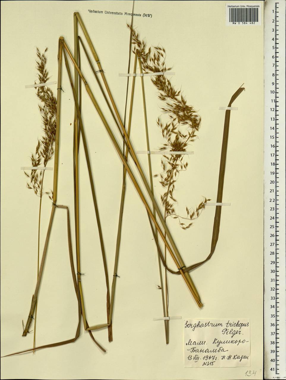 Sorghastrum stipoides (Kunth) Nash, Африка (AFR) (Мали)