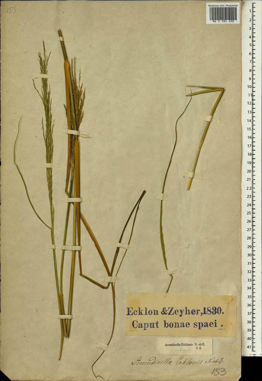 Arundinella nepalensis Trin., Африка (AFR) (ЮАР)