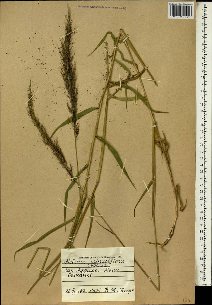 Melinis minutiflora P.Beauv., Африка (AFR) (Мали)