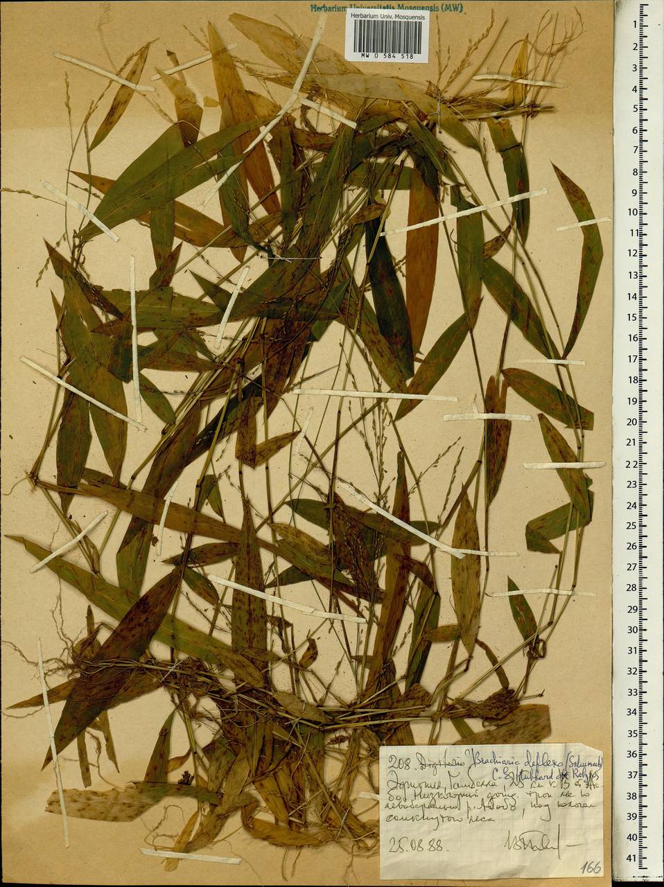 Brachiaria deflexa (Schumach.) C.E.Hubb. ex Robyns, Африка (AFR) (Эфиопия)