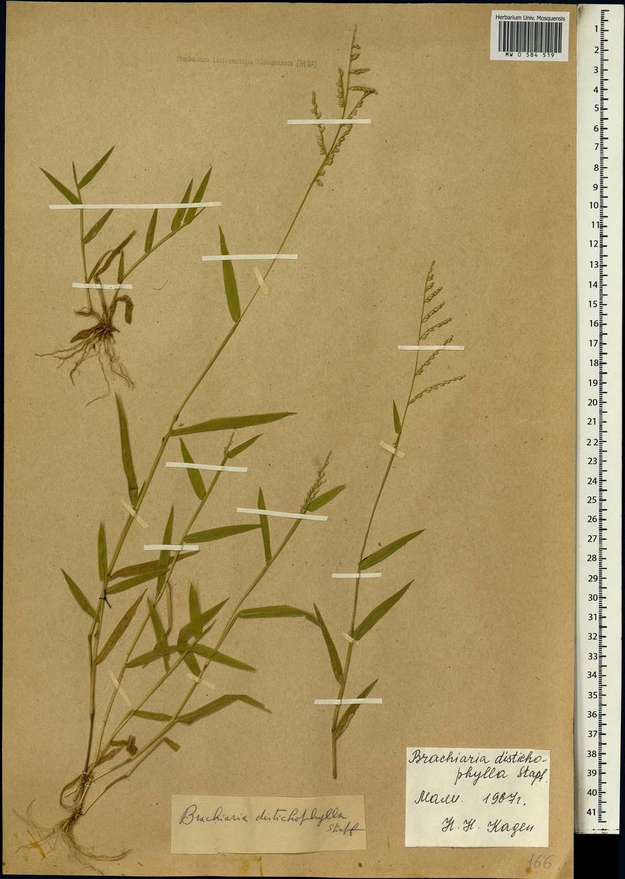 Brachiaria villosa (Lam.) A.Camus, Африка (AFR) (Мали)