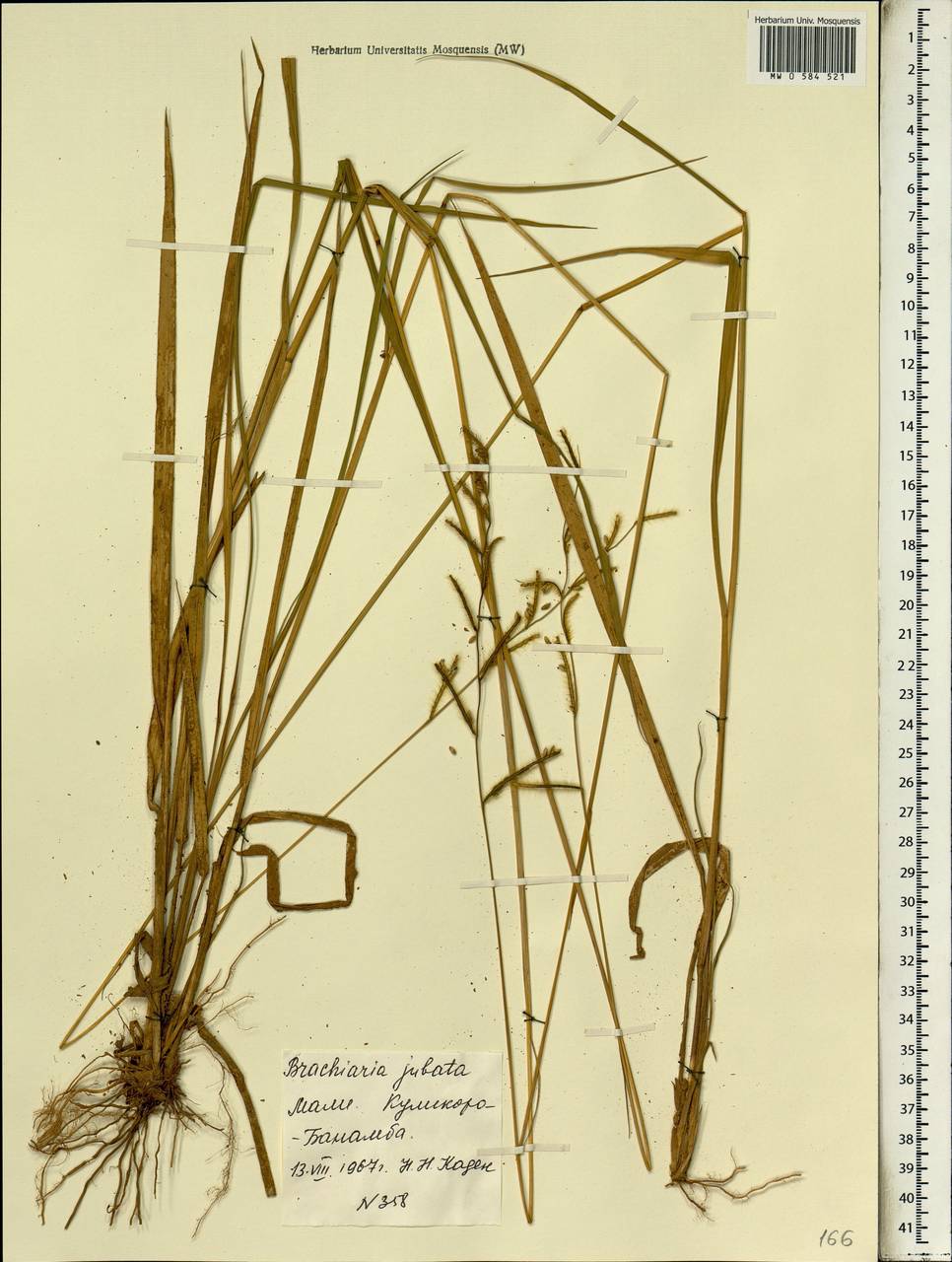 Brachiaria jubata (Fig. & De Not.) Stapf, Африка (AFR) (Мали)