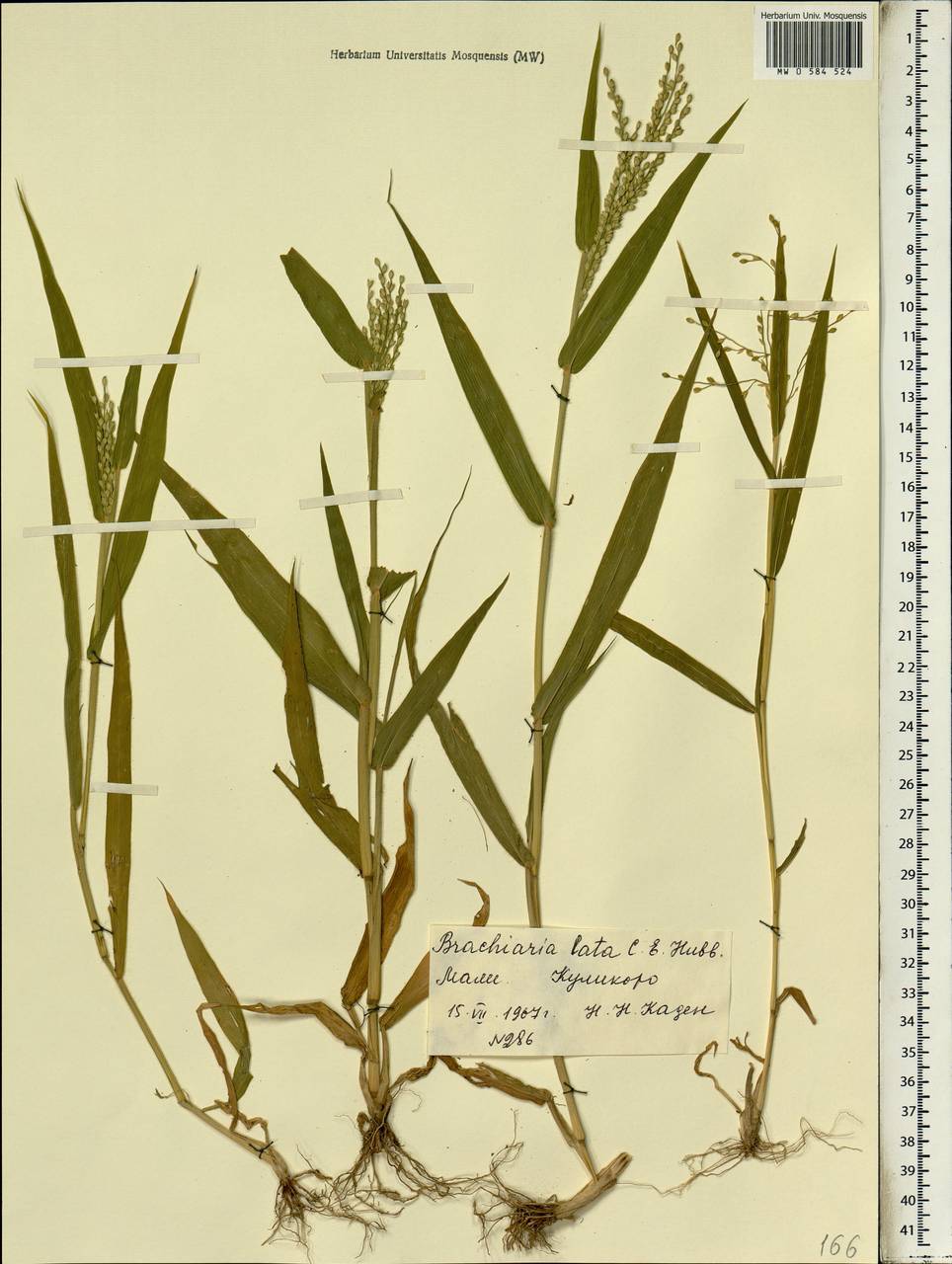 Brachiaria lata (Schumach.) C.E.Hubb., Африка (AFR) (Мали)