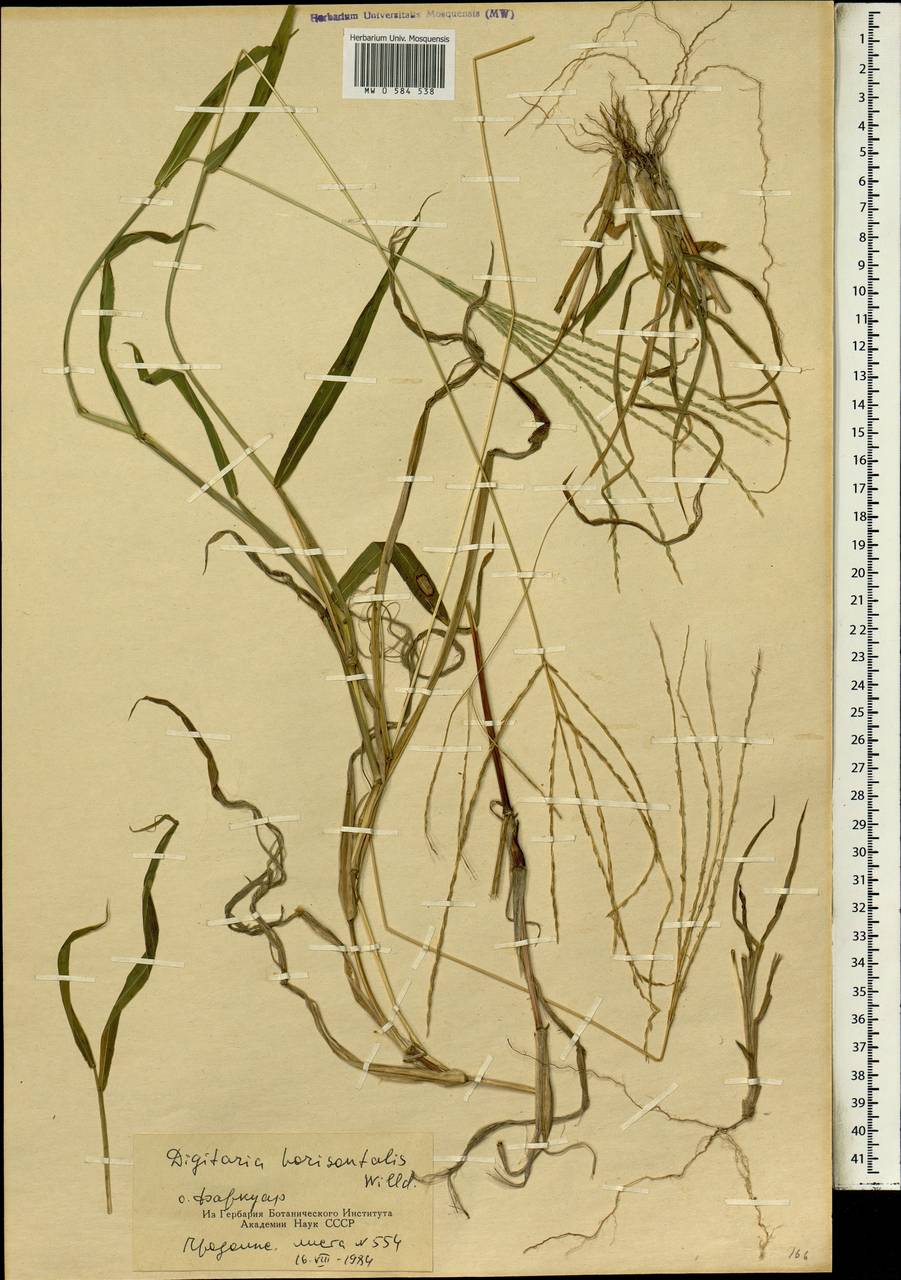 Росичка горизонтальная Willd., Африка (AFR) (Сейшельские острова)