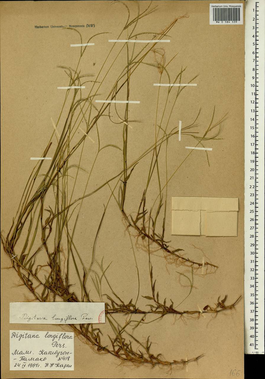 Digitaria longiflora (Retz.) Pers., Африка (AFR) (Мали)