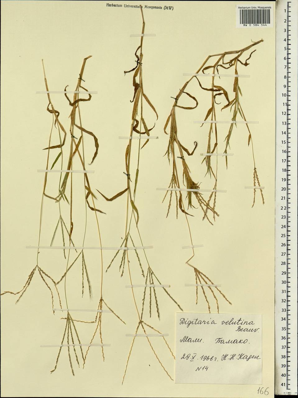 Digitaria velutina (Forssk.) P.Beauv., Африка (AFR) (Мали)