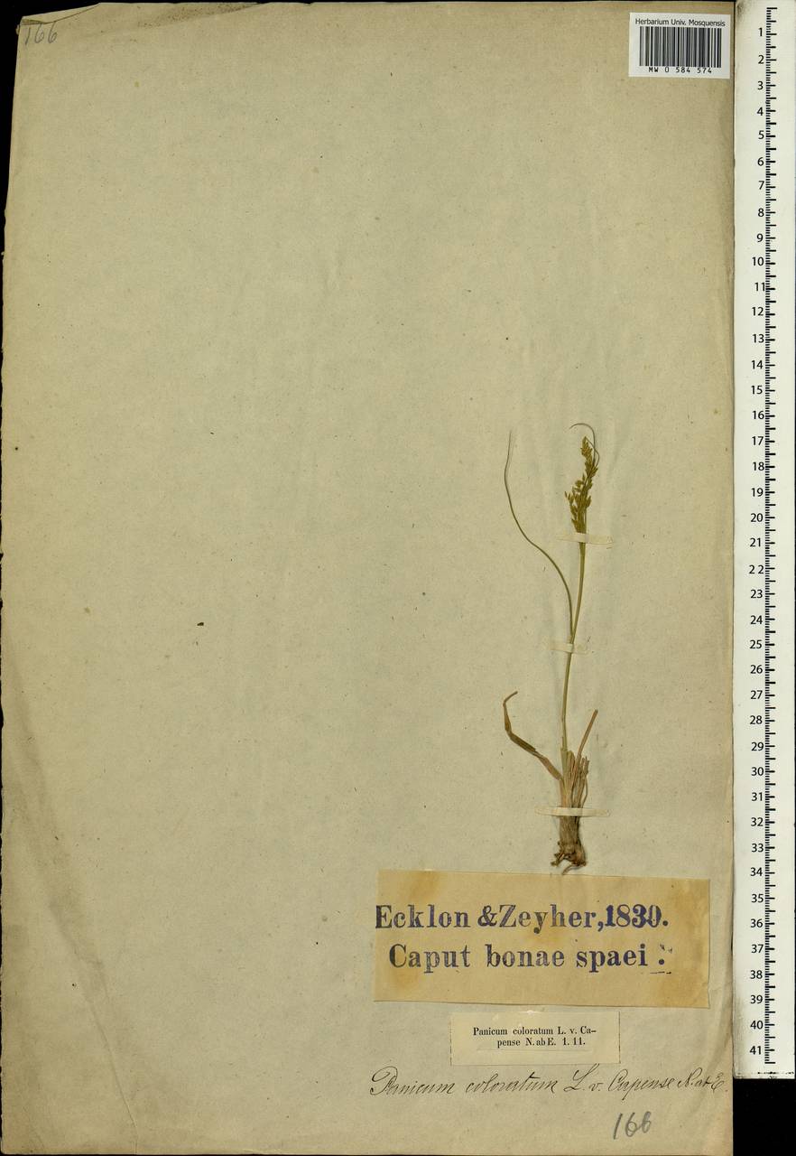 Panicum coloratum L., Африка (AFR) (ЮАР)