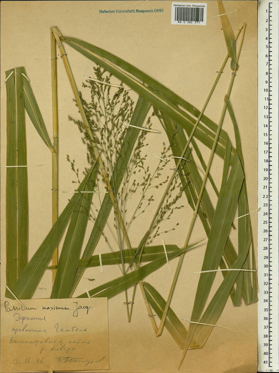 Megathyrsus maximus (Jacq.) B.K.Simon & S.W.L.Jacobs, Африка (AFR) (Эфиопия)