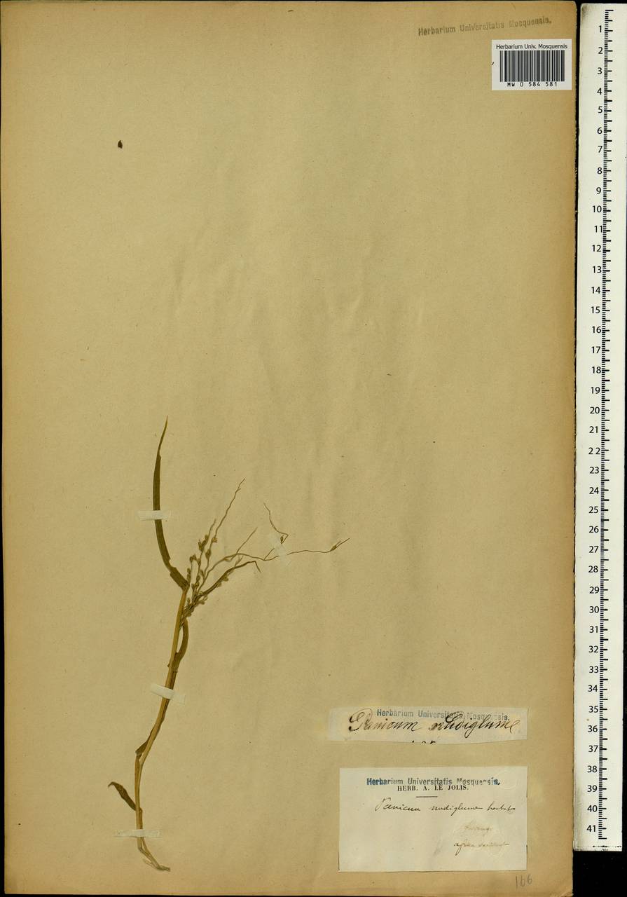 Brachiaria deflexa (Schumach.) C.E.Hubb. ex Robyns, Африка (AFR) (Габон)