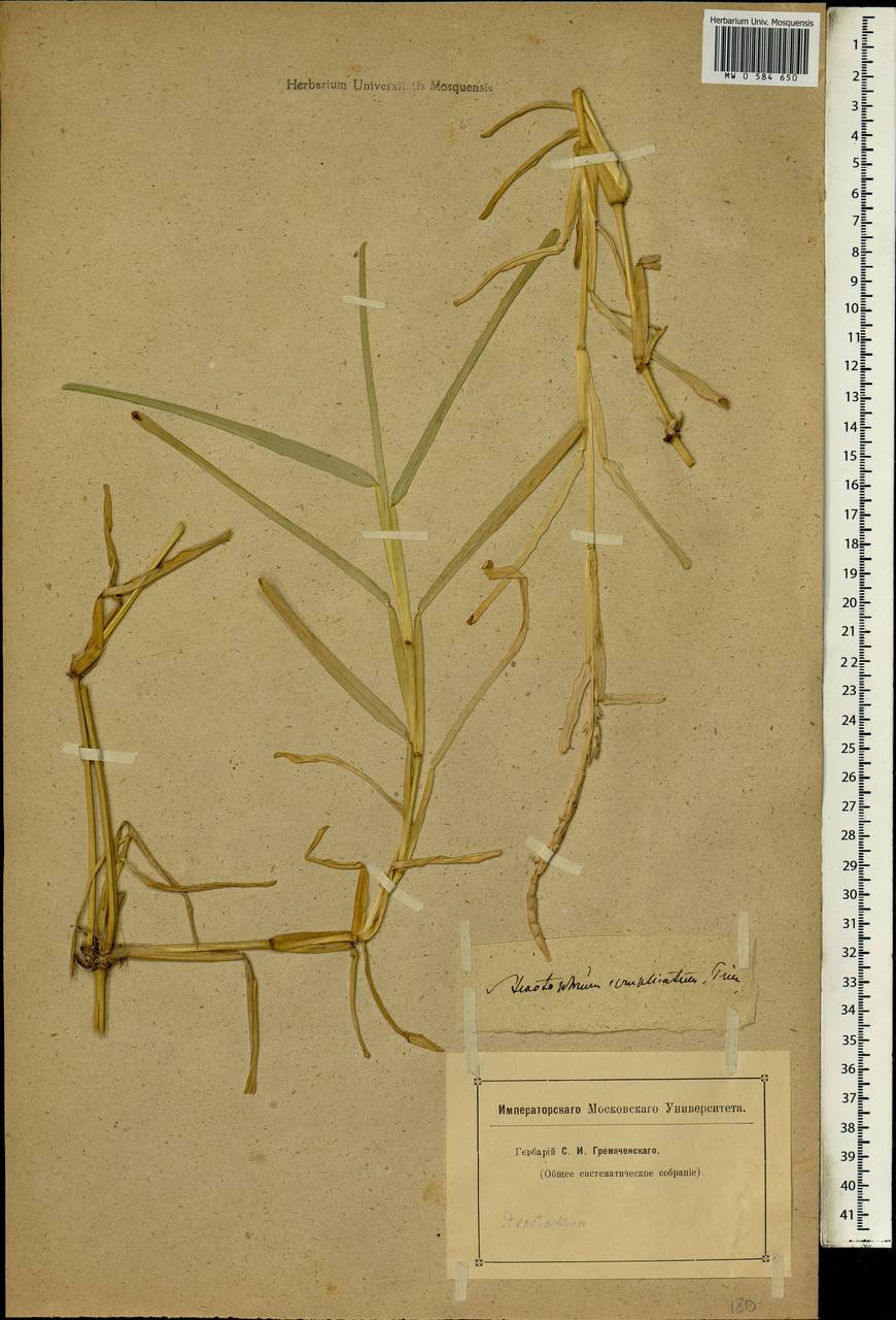 Stenotaphrum dimidiatum (L.) Brongn., Африка (AFR) (Неизвестно)