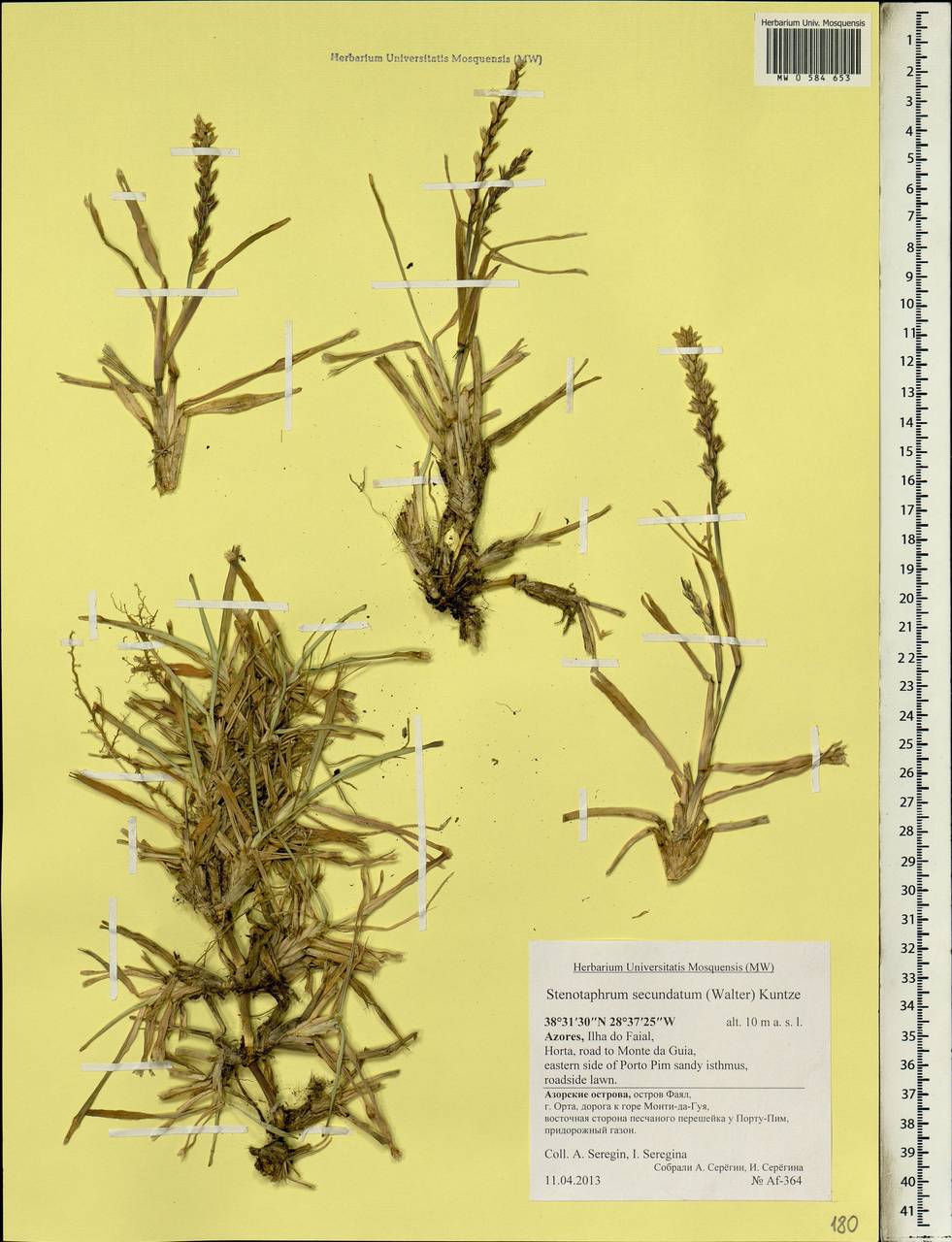 Stenotaphrum secundatum (Walter) Kuntze, Африка (AFR) (Португалия)