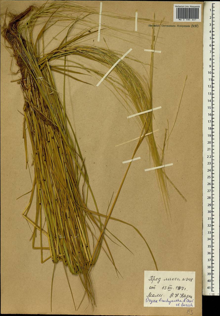 Oryza brachyantha A.Chev. & Roehr., Африка (AFR) (Мали)