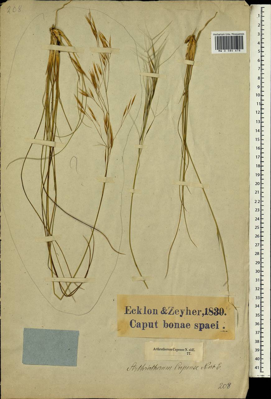 Stipagrostis obtusa (Delile) Nees, Африка (AFR) (ЮАР)